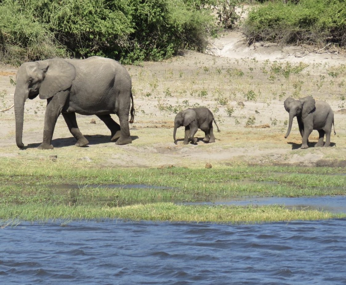 Elephants walking by a river